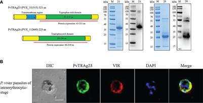 Plasmodium vivax Protein PvTRAg23 Triggers Spleen Fibroblasts for Inflammatory Profile and Reduces Type I Collagen Secretion via NF-κBp65 Pathway